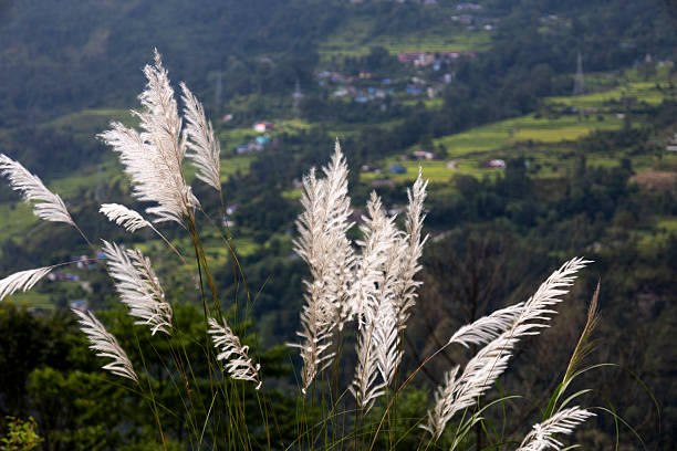 White pampas grass swaying gracefully on a hillside with a green valley background in Nepal. Ideal for use in nature wallpapers, travel blogs, eco prints, landscape posters, and environmental themes.