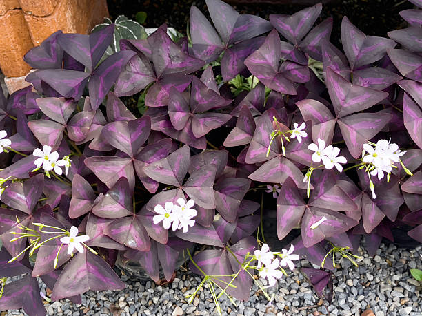 istock Minimal natural flower area in home garden 2240043703