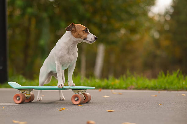istock A Jack Russell Terrier rides a penny board in an autumn park. 2240043952