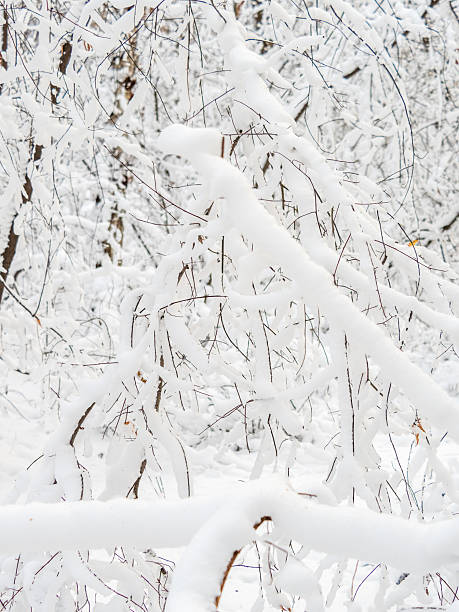 istock Tree branches in winter covered with snow and frost in snowfall. Frozen tree branches. 2240044918