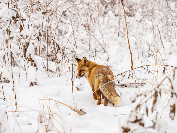istock European Red Fox (Vulpes vulpes) in winter forest 2240044919