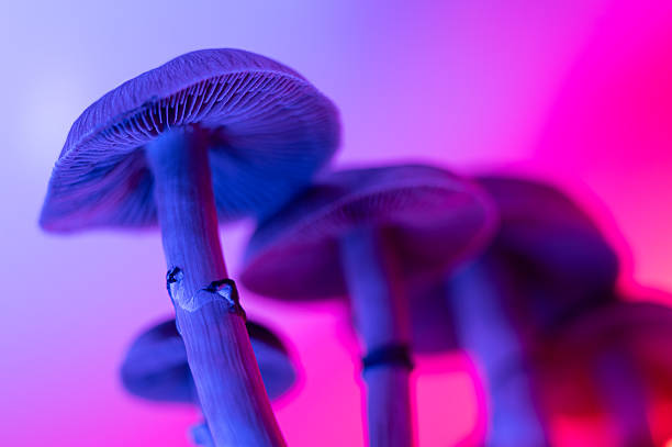 istock Psilocybe cubensis hallucinogenic mushrooms blue purple gradient psychedelic journey ego dissolution mystical spiritual experience 2240048266