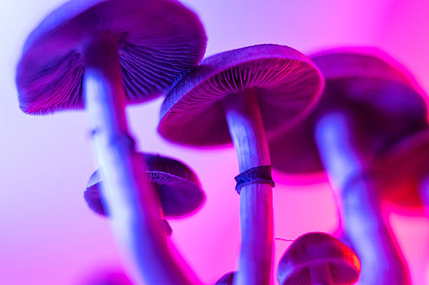 istock Golden Teacher psilocybe cubensis magic mushrooms pink purple neon microdosing protocol consciousness spiritual awakening transformation 2240048276