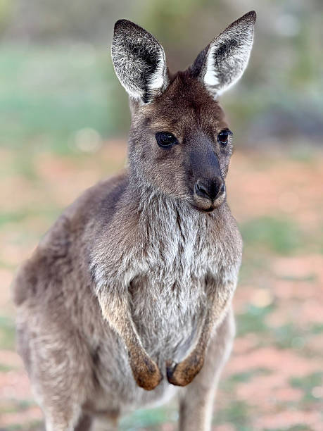 istock Portrait of an Australian kangaroo 2240049149