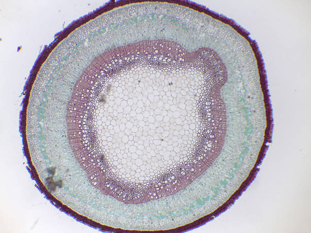 istock Cross-section of a plant stem showing vascular tissue 2240052550