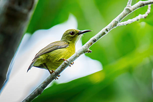 istock Little sunbird perching on branch in green nature 2240053891