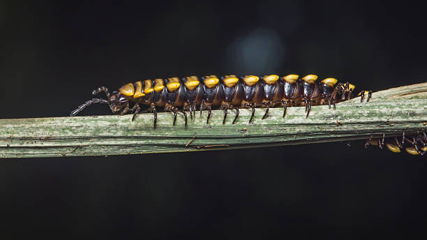 istock Millipede crawling on a green leaf stem in nature 2240053961