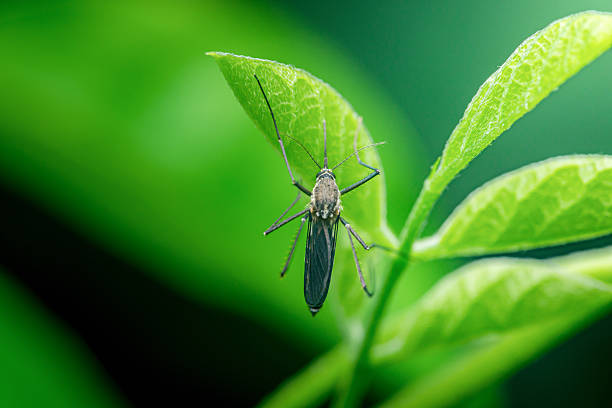 istock Mosquito resting on a green leaf in nature 2240054004
