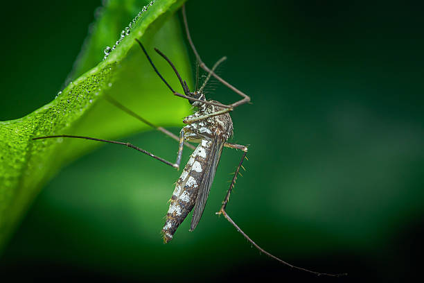 istock Mosquito resting on a dewy green leaf in nature 2240054008