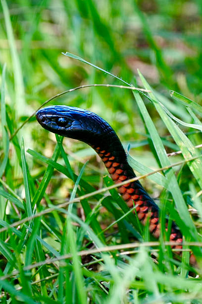 istock Red-Bellied Black Snake Close-Up 2240055089