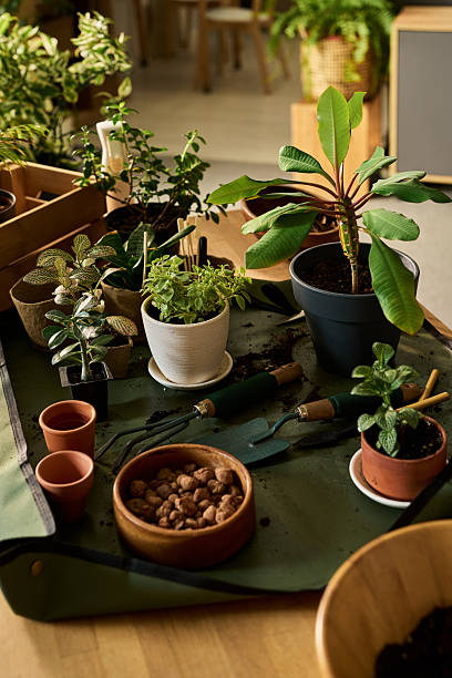 istock Indoor Plants Arranged on Tabletop with Gardening Tools and Soil Scattered 2240055169