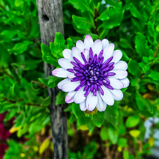 beautiful flowers end of summer, for background