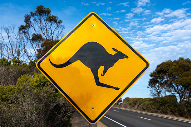 As the sun sets over the beautiful Warrumbungles National Park, Kangaroos emerge to spend the night eating grass and interacting. These shots capture the Eastern Grey Kangaroos in the golden light of sunset.