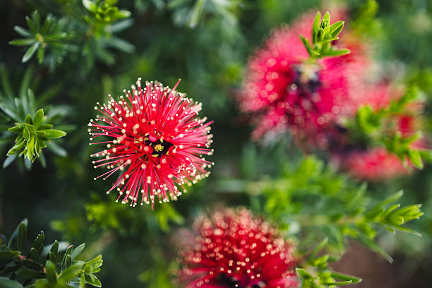 close up of a red kunzea plant in full bloom, vibrant australian native flowers and natural bush beauty