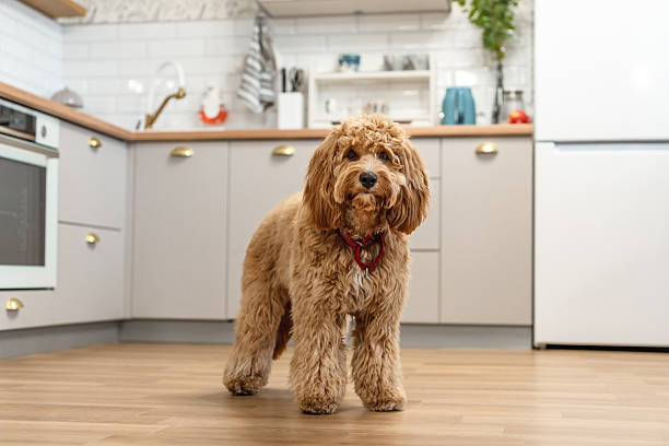 istock Charming curly brown Labradoodle or goldendoodle dog in the kitchen at home 2240056657