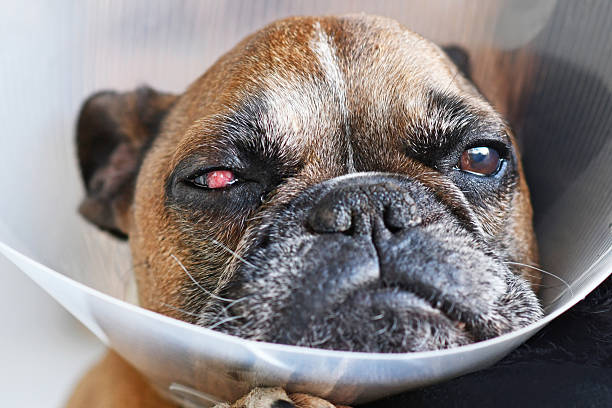 istock French Bulldog dog with surgical implanted conjunctival flap 2240056687