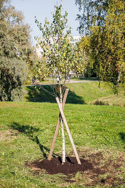 istock New tree being planted in a sunny park on a clear day 2240056824