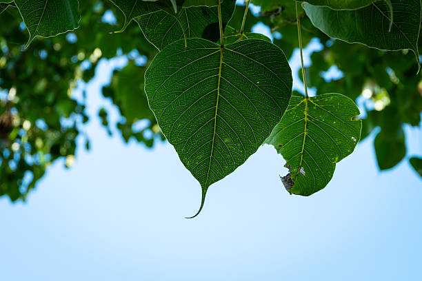 istock green bodhi leaf background The tree where the Buddha passed away 2240057668
