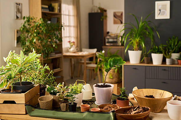 istock Indoor Houseplants Thriving in Sunlit Modern Living Room Environment 2240057726