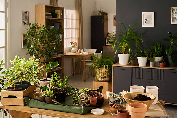 istock Indoor Plants Arranged on Table in Modern Apartment Living Room Setting 2240058243