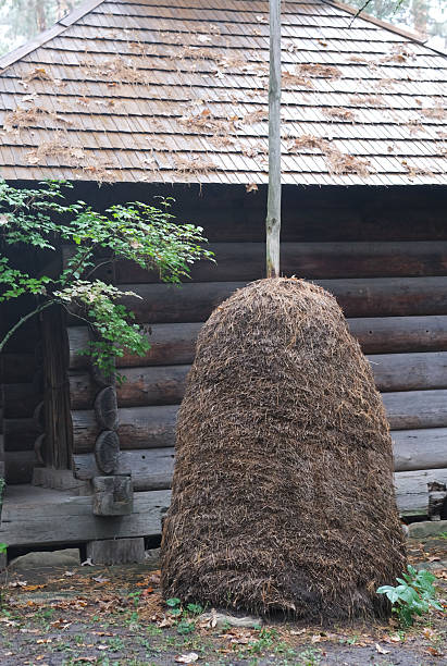 istock Haystack structure made of dried grass stands near rustic wooden cabin, surrounded by greenery, showcasing traditional agricultural practices and rural lifestyle 2240062320