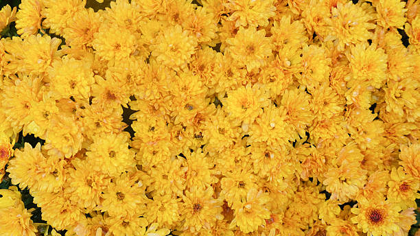 Vibrant yellow flowers in full bloom create a stunning visual display, showcasing nature's beauty and the intricate details of each petal, perfect for floral-themed projects