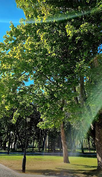 istock Sunlit green tree canopy over a park lawn. 2240063272