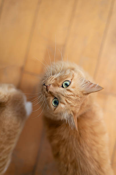 istock Cute cat looking straight up 2240063804