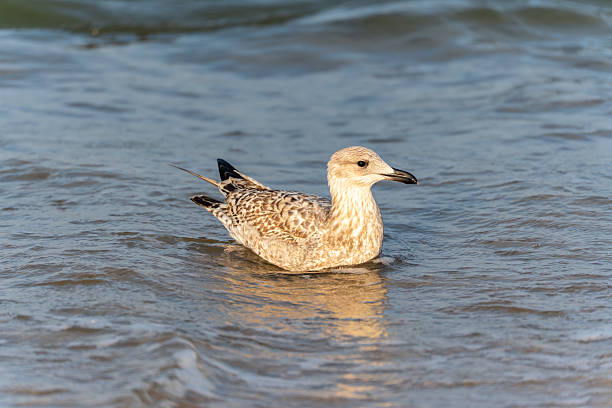 istock A gull Larus floats close to the shore, its feathers glistening in sunlight. 2240064763
