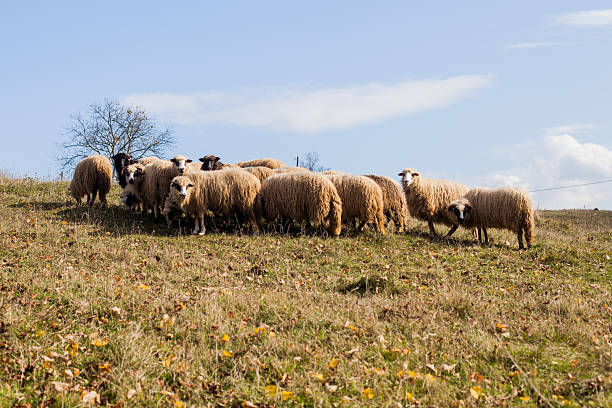 istock Sheep Grazing on Scenic Hillside Pasture in Warm Autumn Light 2240066100