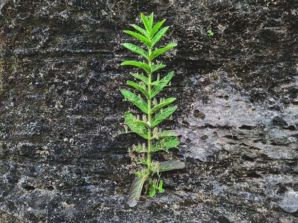 Plant growing surface of rock wall