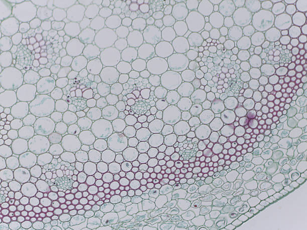 istock Microscopic view of plant cells with purple highlights 2240070222