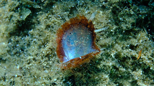 istock Rayed pearl oyster (Pinctada radiata) shell on sea bottom, Aegean Sea 2240070455
