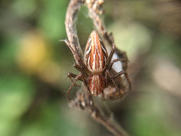 istock Striped lynx spider isolated on grass 2240070479