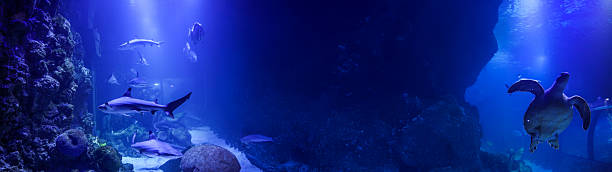 istock Underwater scene with sharks and a turtle in a vibrant blue aquarium. 2240072401