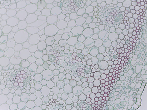 Microscopic view of plant cells