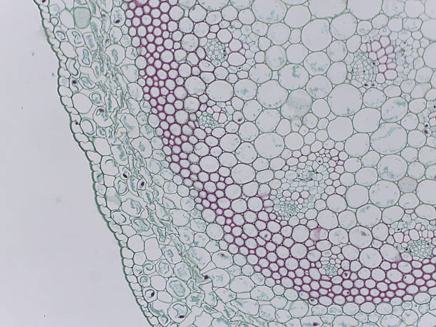 istock Microscopic view of plant tissue cells 2240073218