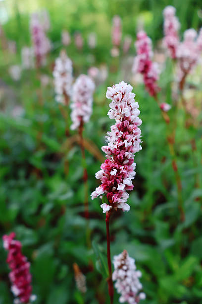 istock Polygonum Affine Darjeeling Red Flower Close-Up in Garden 2240074005