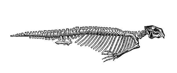 Halitherium is a dubious genus of extinct dugongid sea cow that arose in the late Eocene, then became extinct during the early Oligocene