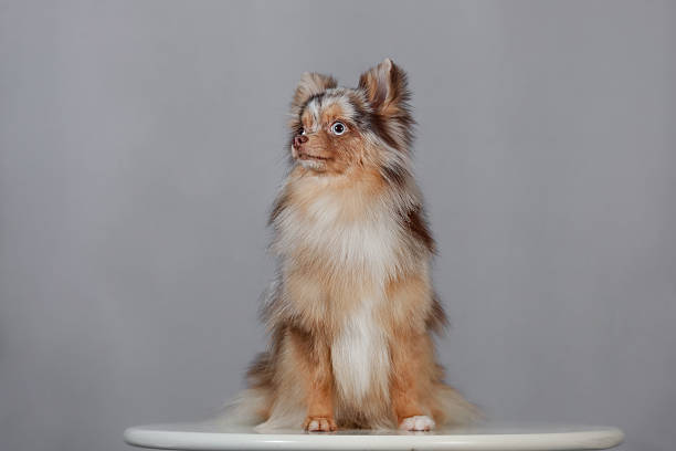 Merle Pomeranian with mixed brown and white fur sitting upright, fluffy texture, studio portrait.