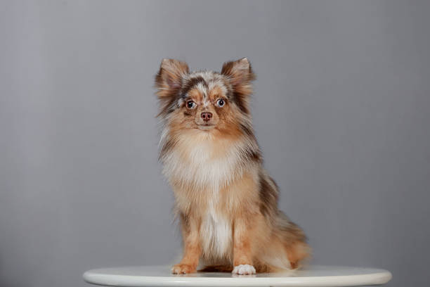 istock Merle Pomeranian sitting on white surface, long coat, blue eyes, neutral background. 2240075859