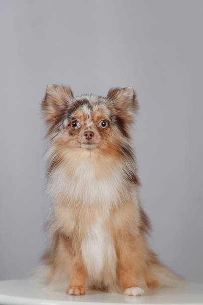 istock Merle Pomeranian sitting upright, fluffy coat, soft fur texture, neutral studio background. 2240075888
