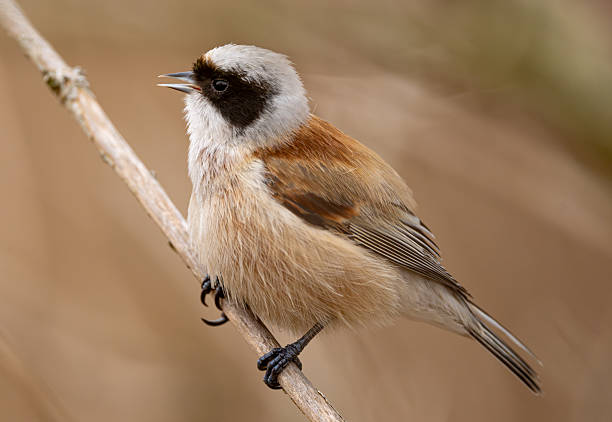 istock Singing Eurasian Penduline Tit Bird 2240077590