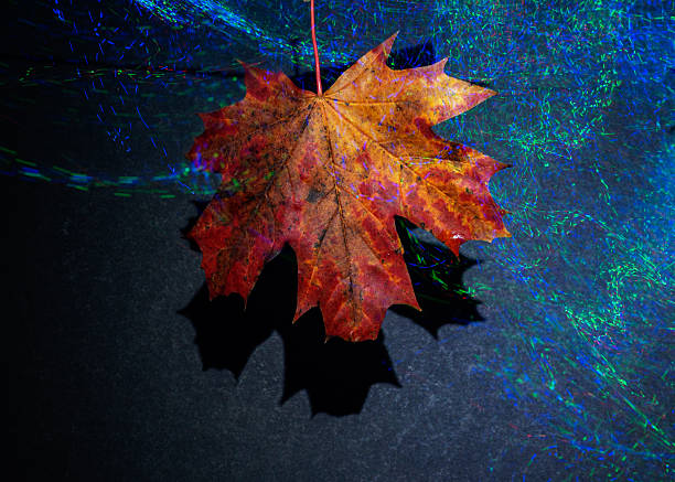 istock colorful maple leaves with a bright illuminated background, light paintings, luxurious autumn theme 2240077824