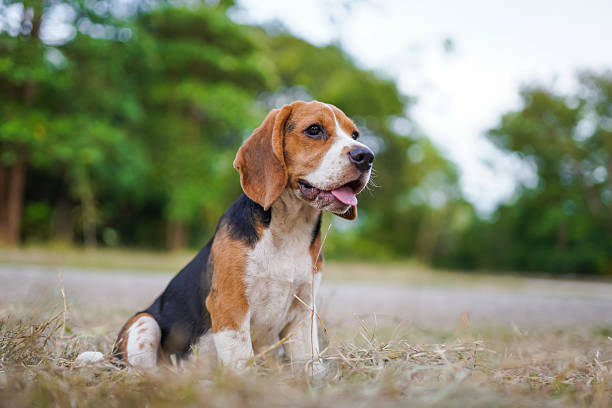 istock Beagle Puppy Sitting Outdoors With Happy Expression In A Sunny Park Setting 2240077901