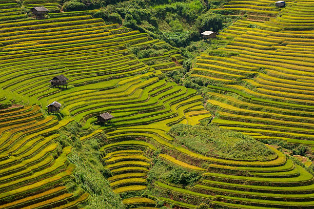 istock Vast green and golden terraced rice fields cascade down lush mountainsides with traditional stilt houses nestled amongst the agricultural landscape, bathed in natural daylight. 2240077978