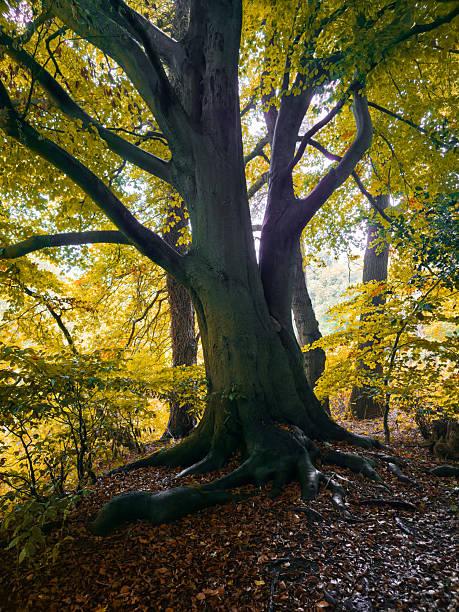 istock Large tree with extensive roots in the autumnal forest, mystical and magnificent, hike along the Hunte in the Barneführer Holz in 26209 Hatten, Germany 2240078024