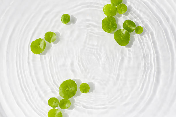 istock Green centella leaves floating gently in clear rippling water. 2240078268