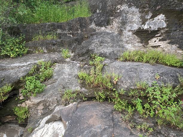 istock Plant growing surface of rock wall 2240078517