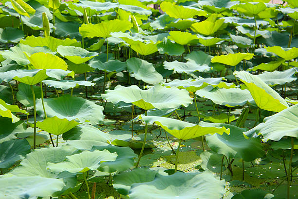 istock Large green lotus leaves overlapping in a dense pond. 2240078538